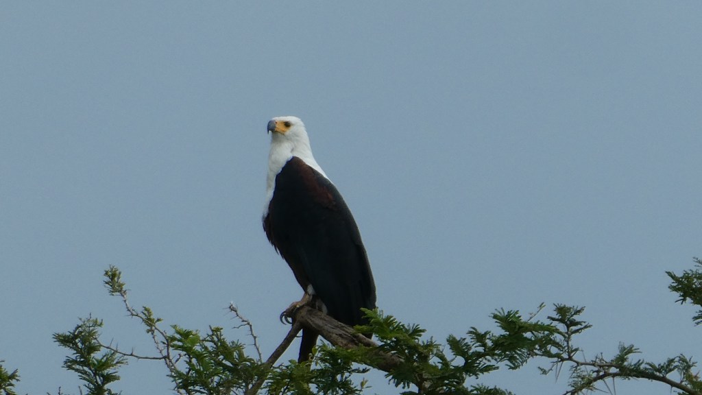 Dieses Bild hat ein leeres alt-Attribut; sein Dateiname ist p1020239.jpg.